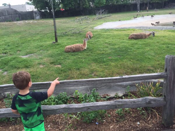 IMG_4627 - Mom to Mom Nutrition Animal themed recipes for kids have been developed by Door to Door Organics and the Detroit Zoo--- with animals and kids in mind!