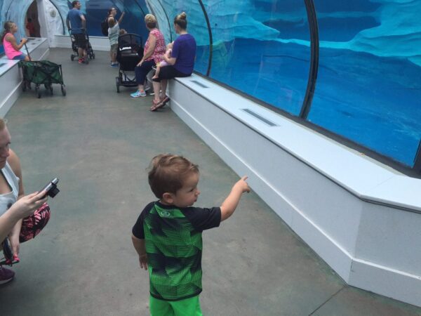 IMG_4634 - Mom to Mom Nutrition Animal themed recipes for kids have been developed by Door to Door Organics and the Detroit Zoo--- with animals and kids in mind!