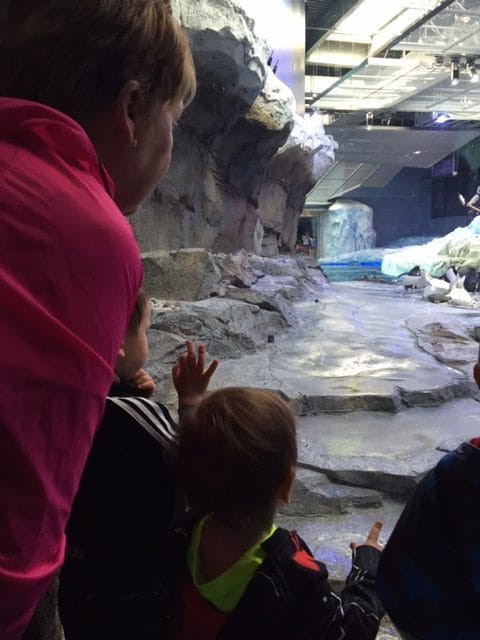 Our favorite activity as of late is visiting the Detroit Zoo and the new penguin conservatory exhibit! 